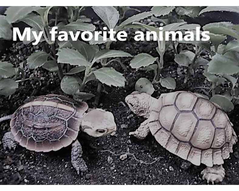 My Favorite Animals