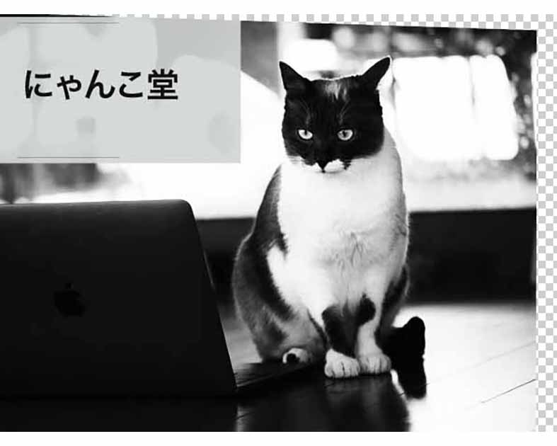 にゃんこ堂