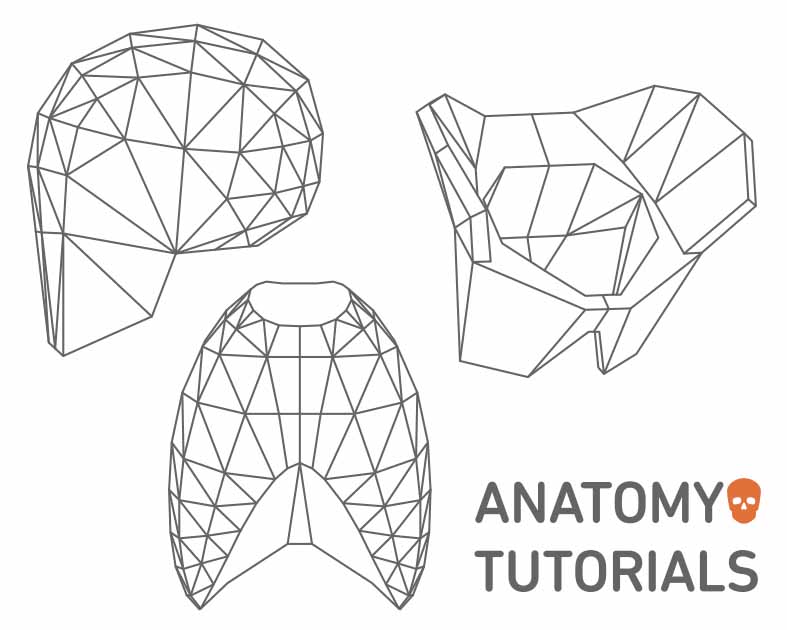 ANATOMY TUTORIALS