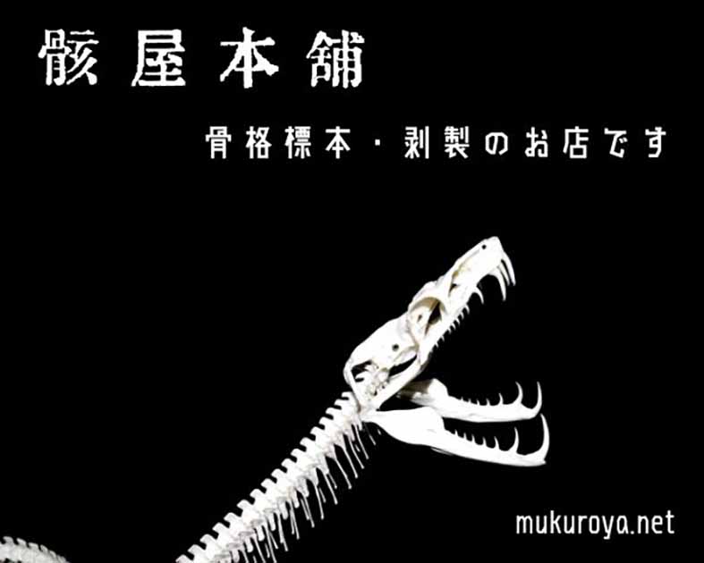 骸屋本舗