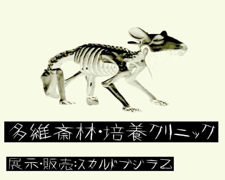 多維斉林・培養CL